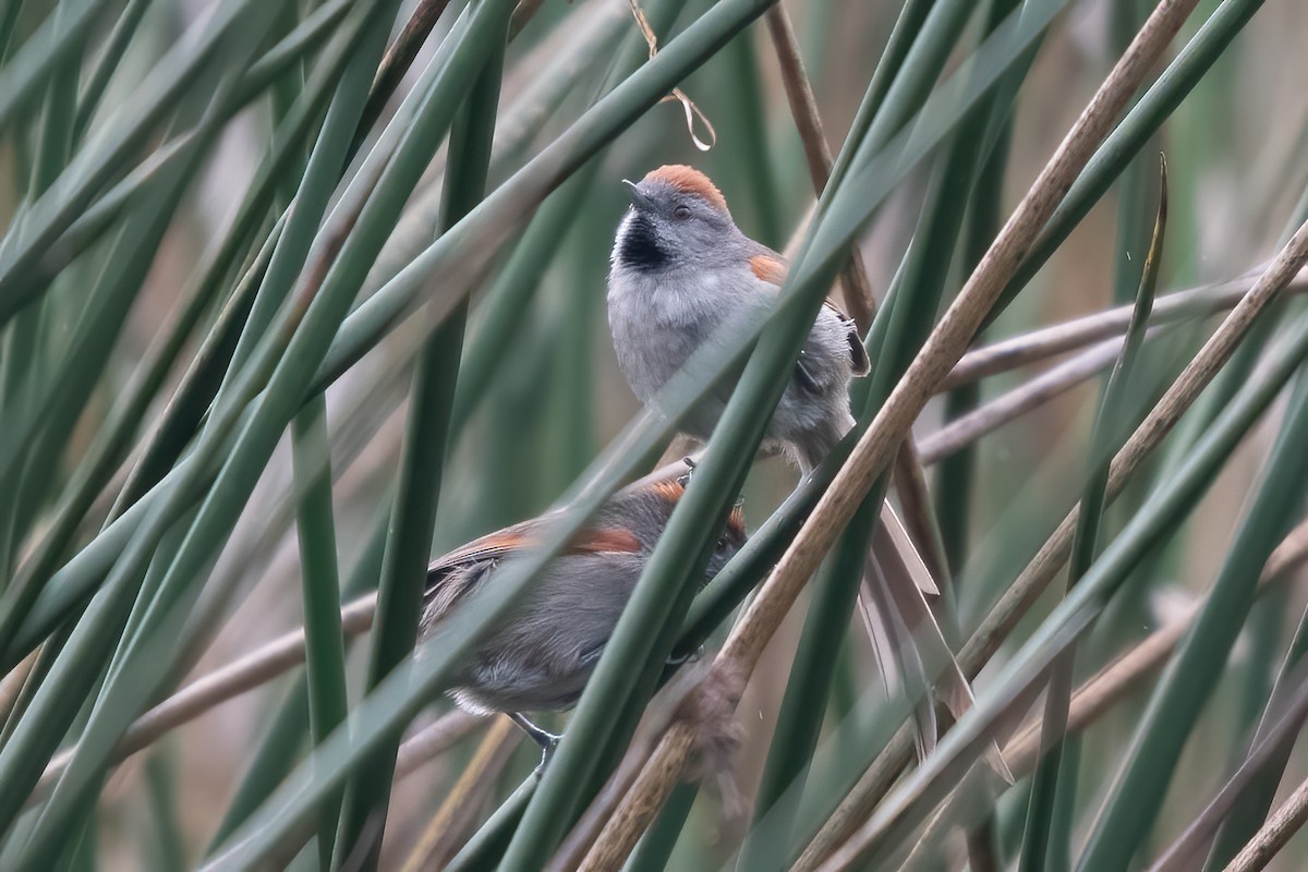 Silvery-throated Spinetail - ML620937862