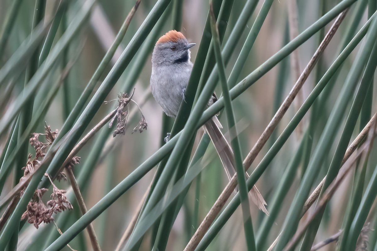 Silvery-throated Spinetail - ML620937863