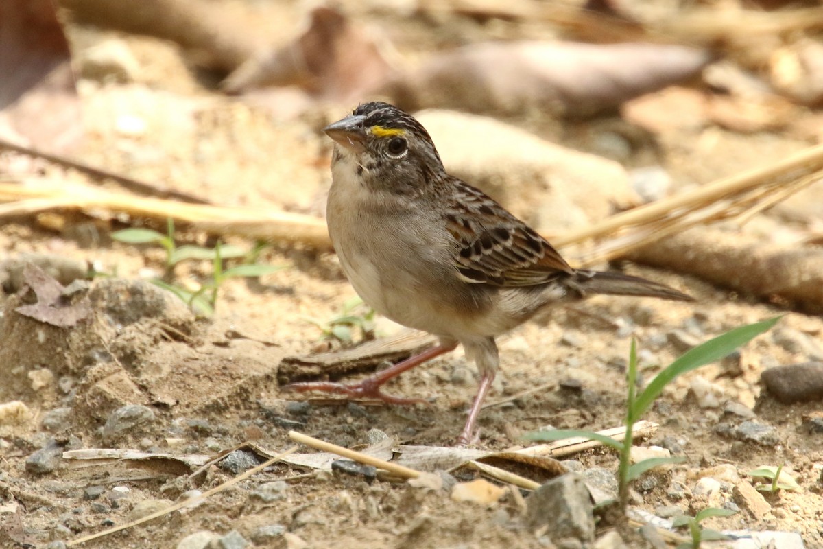 Grassland Sparrow - ML620937869