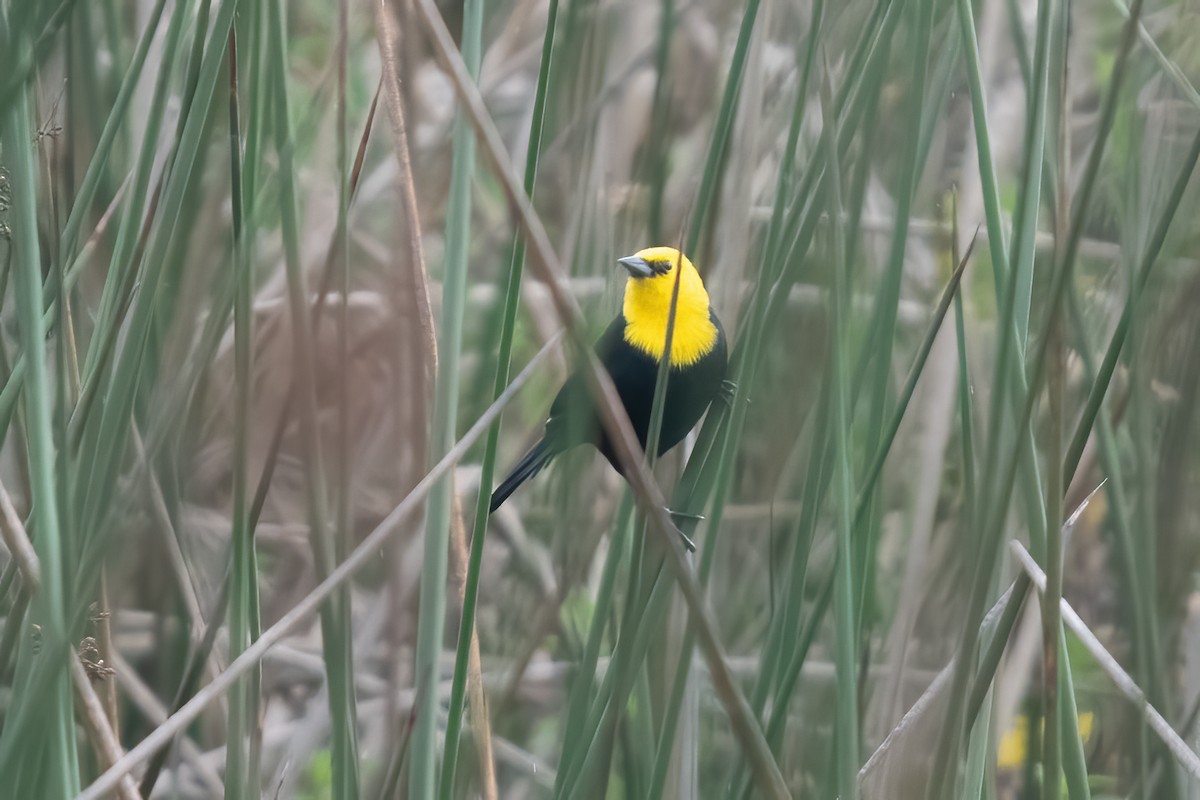 Yellow-hooded Blackbird - Allen Chartier