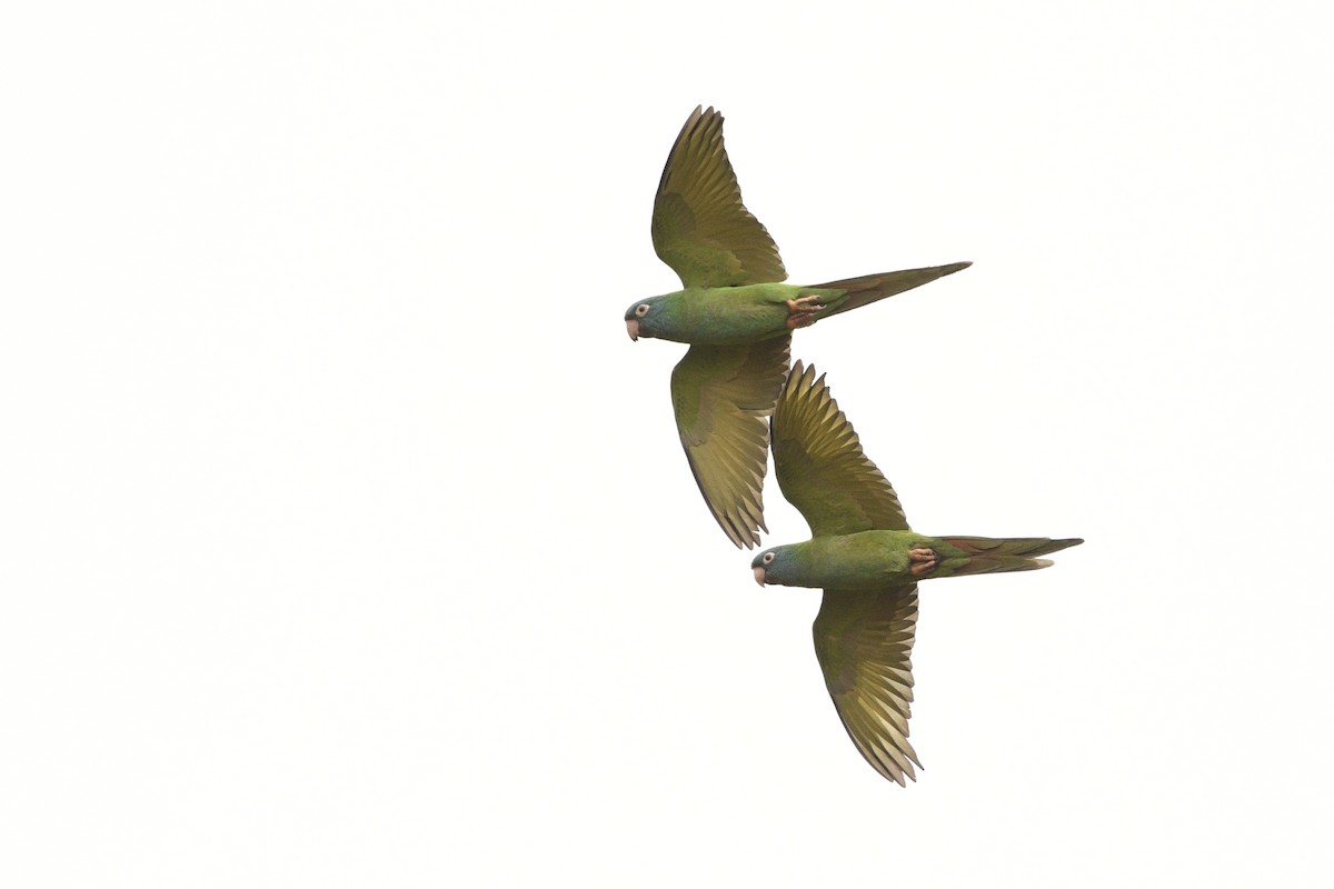 Blue-crowned Parakeet - ML620937871