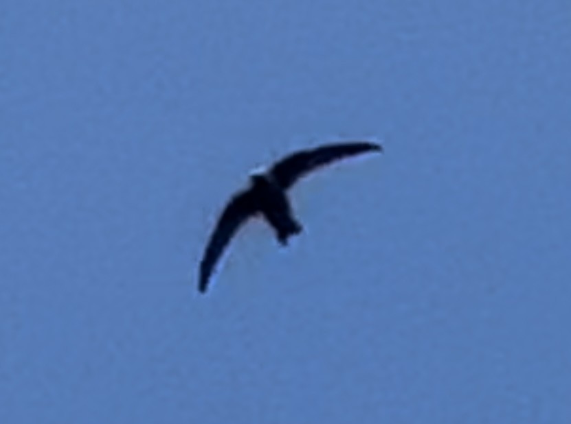 Black Swift - ML620937882