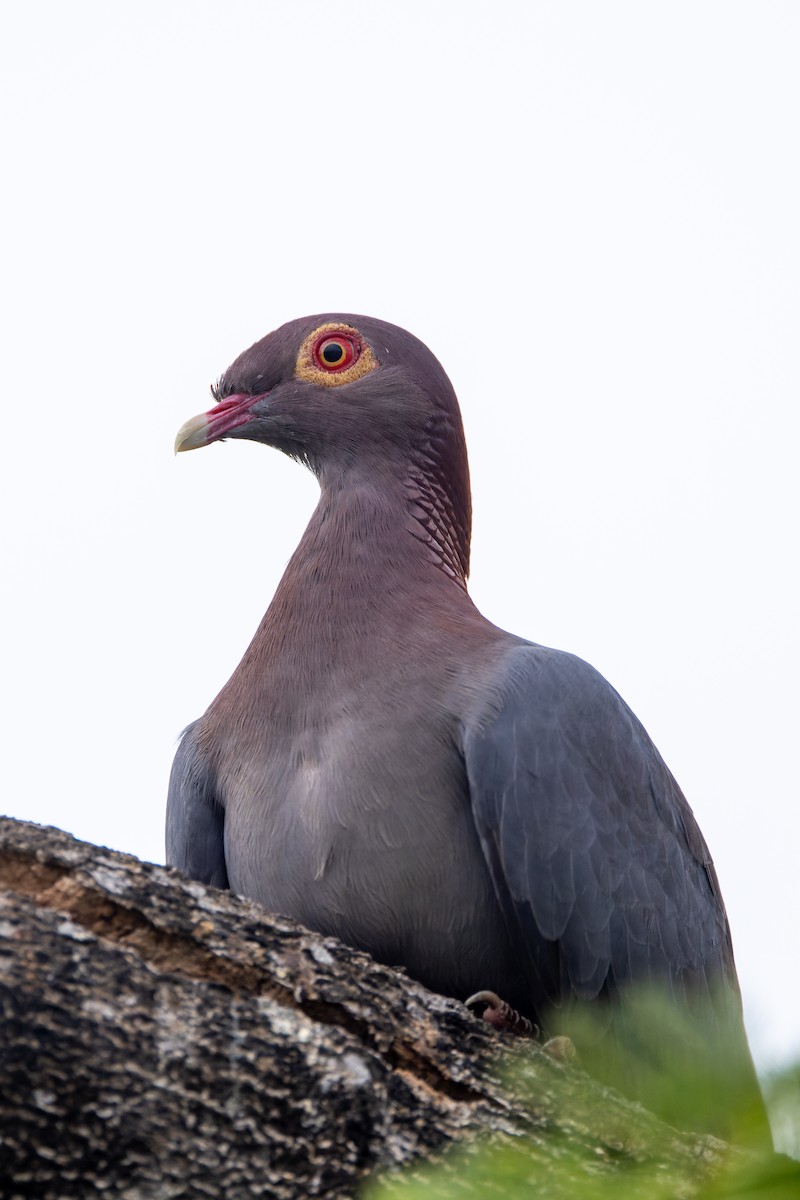 Scaly-naped Pigeon - ML620937885