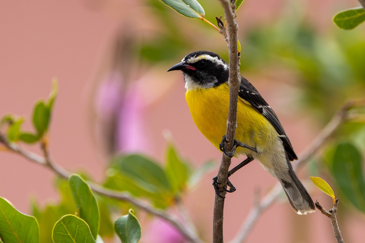 Bananaquit - ML620937895