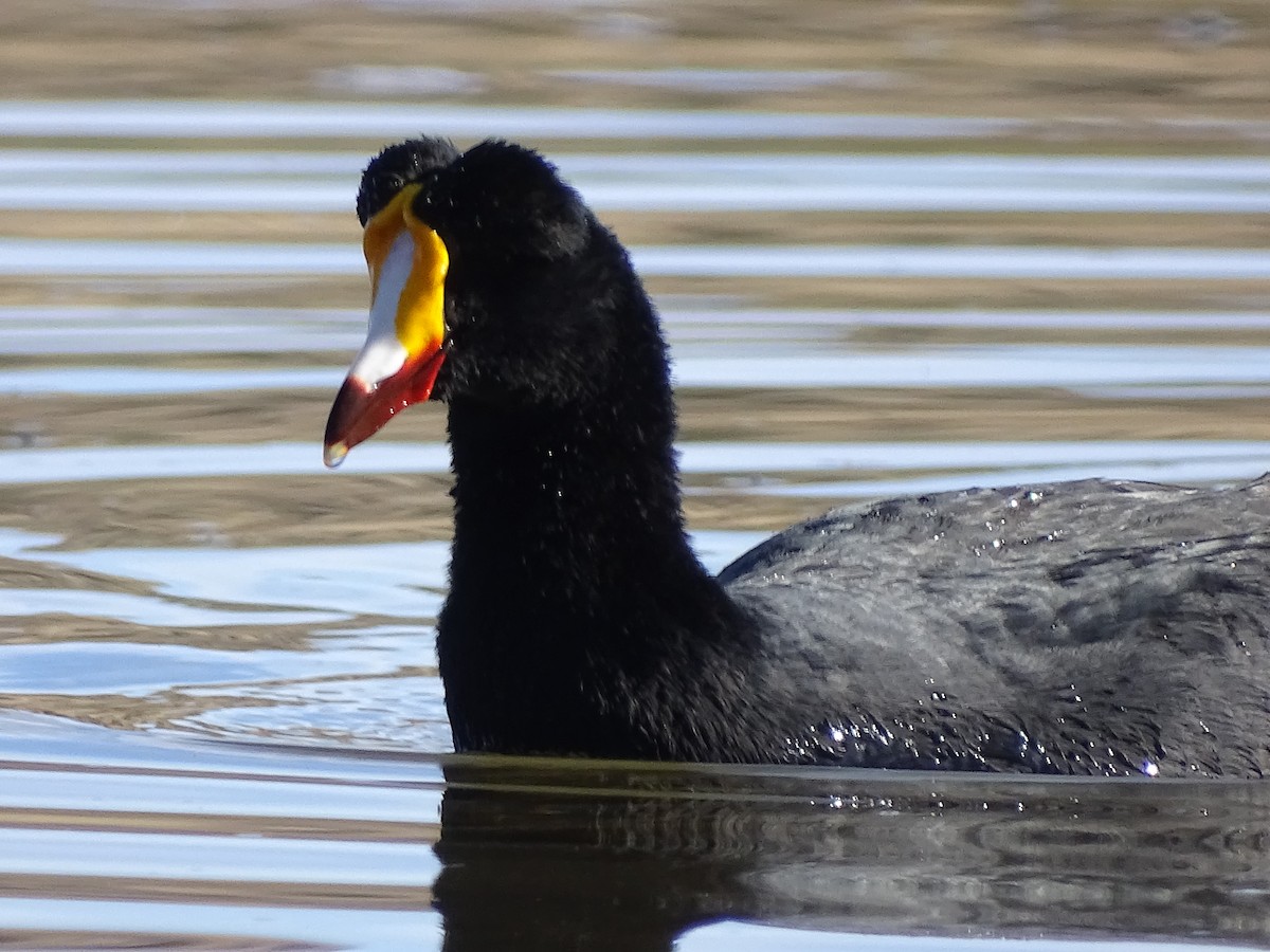Giant Coot - ML620937908