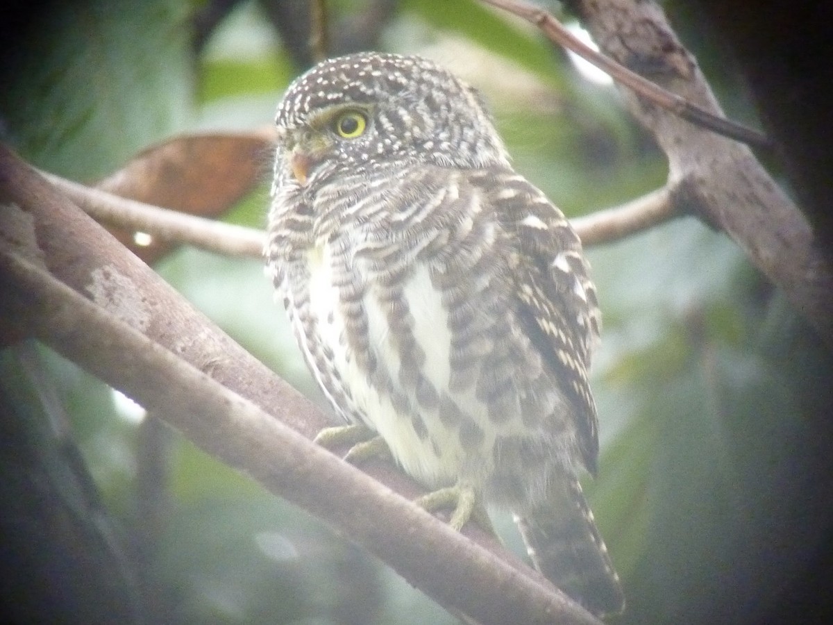 Collared Owlet - ML620937909