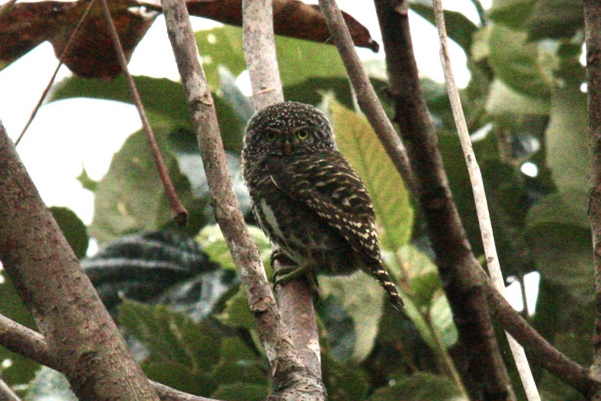 Collared Owlet - ML620937910