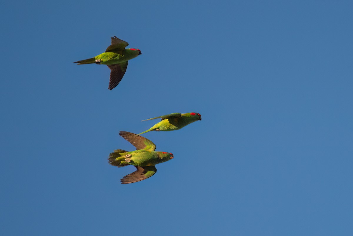 Musk Lorikeet - ML620937915