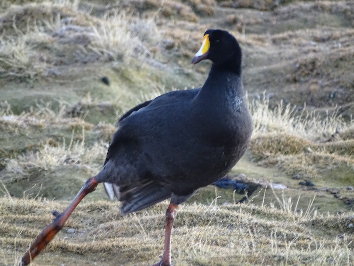 Giant Coot - ML620937921