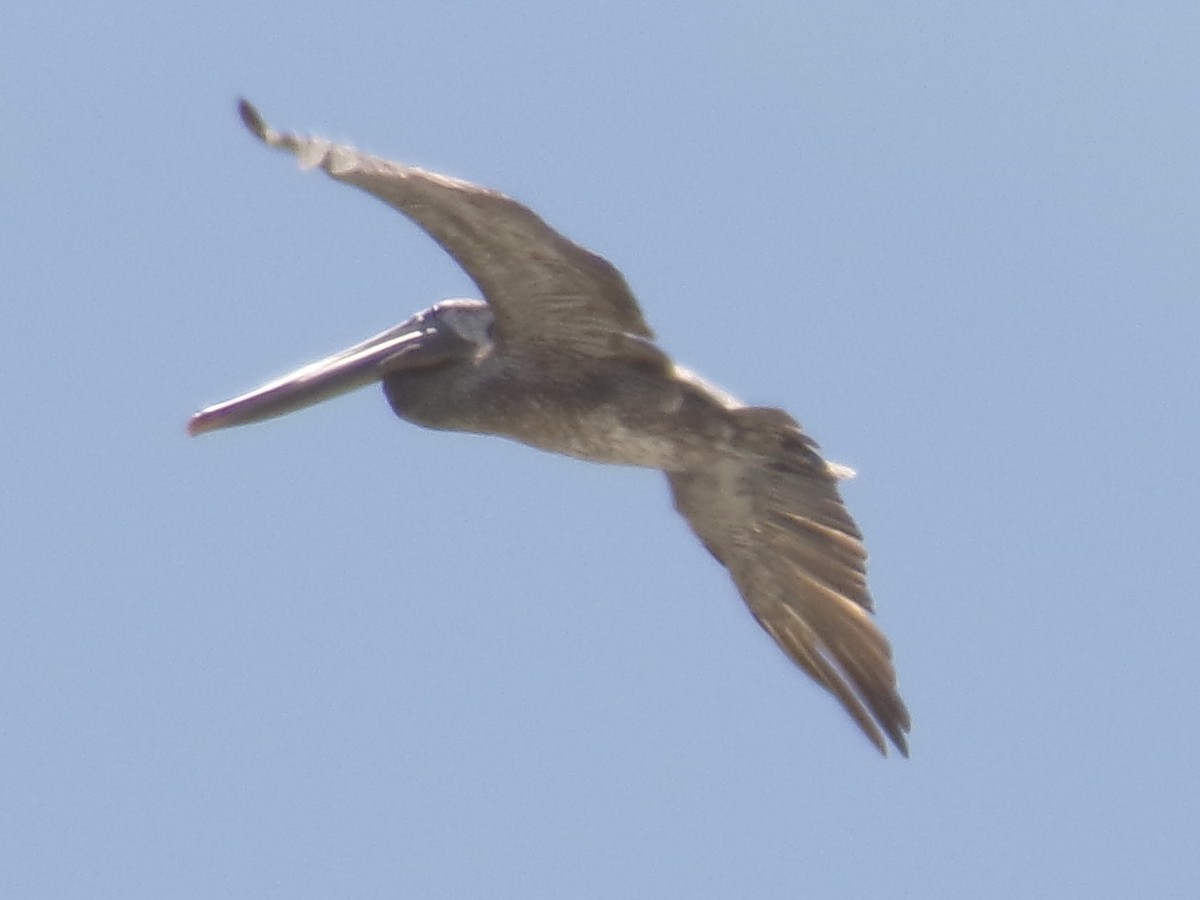 Brown Pelican (California) - ML620937926