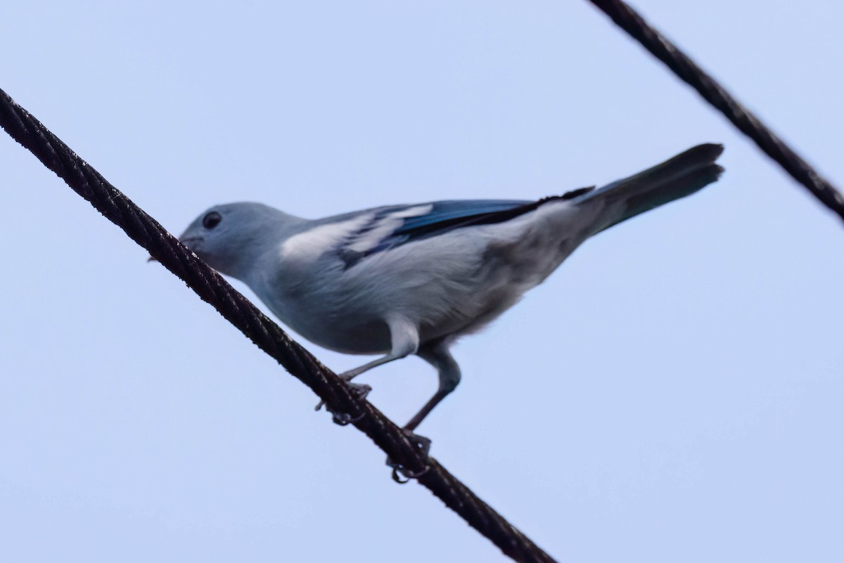 Blue-gray Tanager - ML620937930