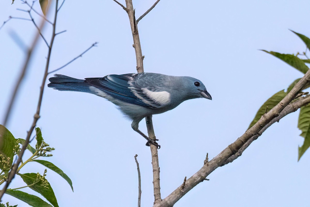 Blue-gray Tanager - ML620937931