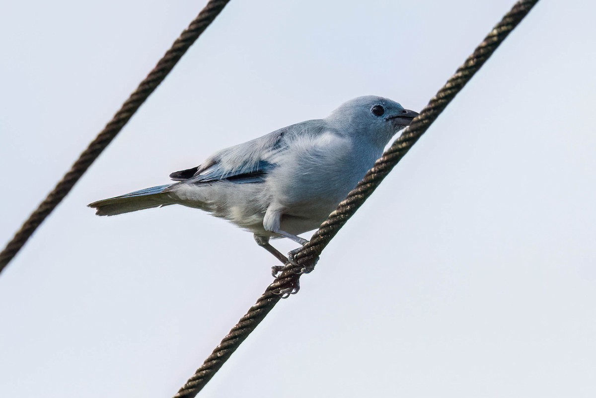 Blue-gray Tanager - ML620937932