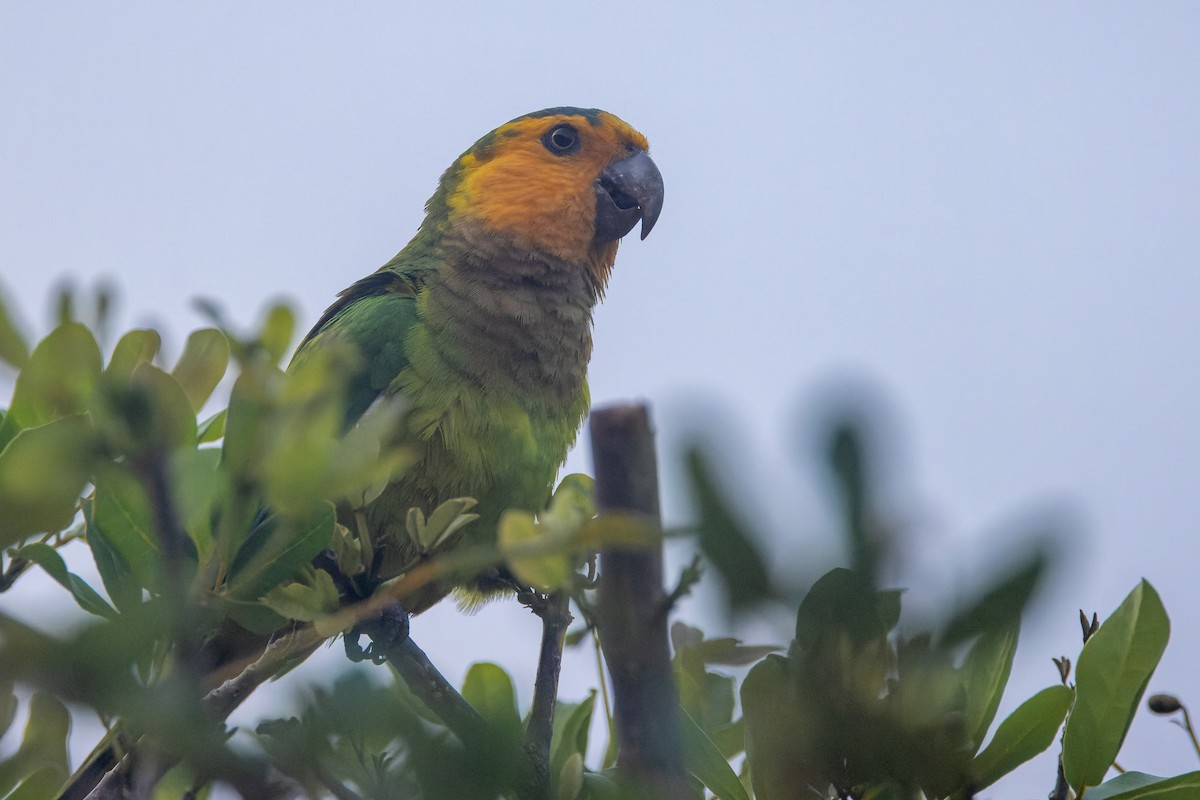 Brown-throated Parakeet - ML620937959