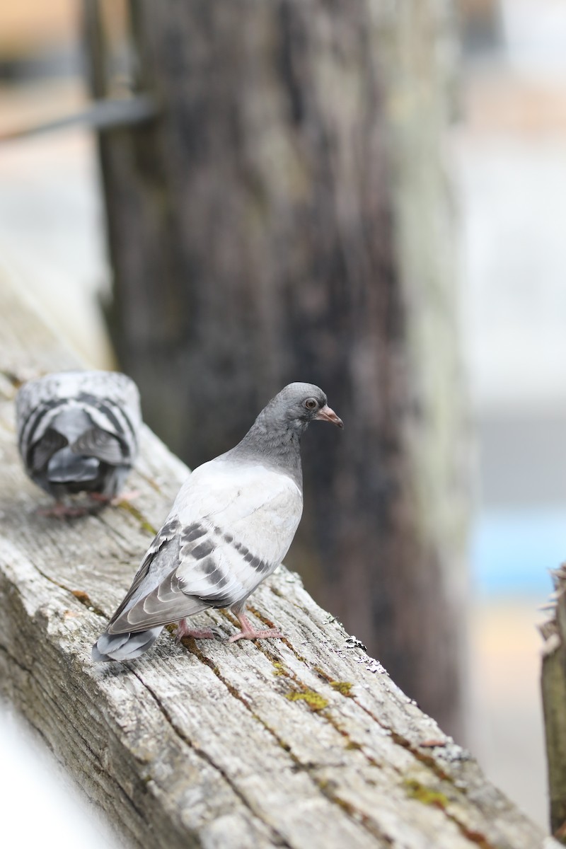 Rock Pigeon (Feral Pigeon) - ML620937991