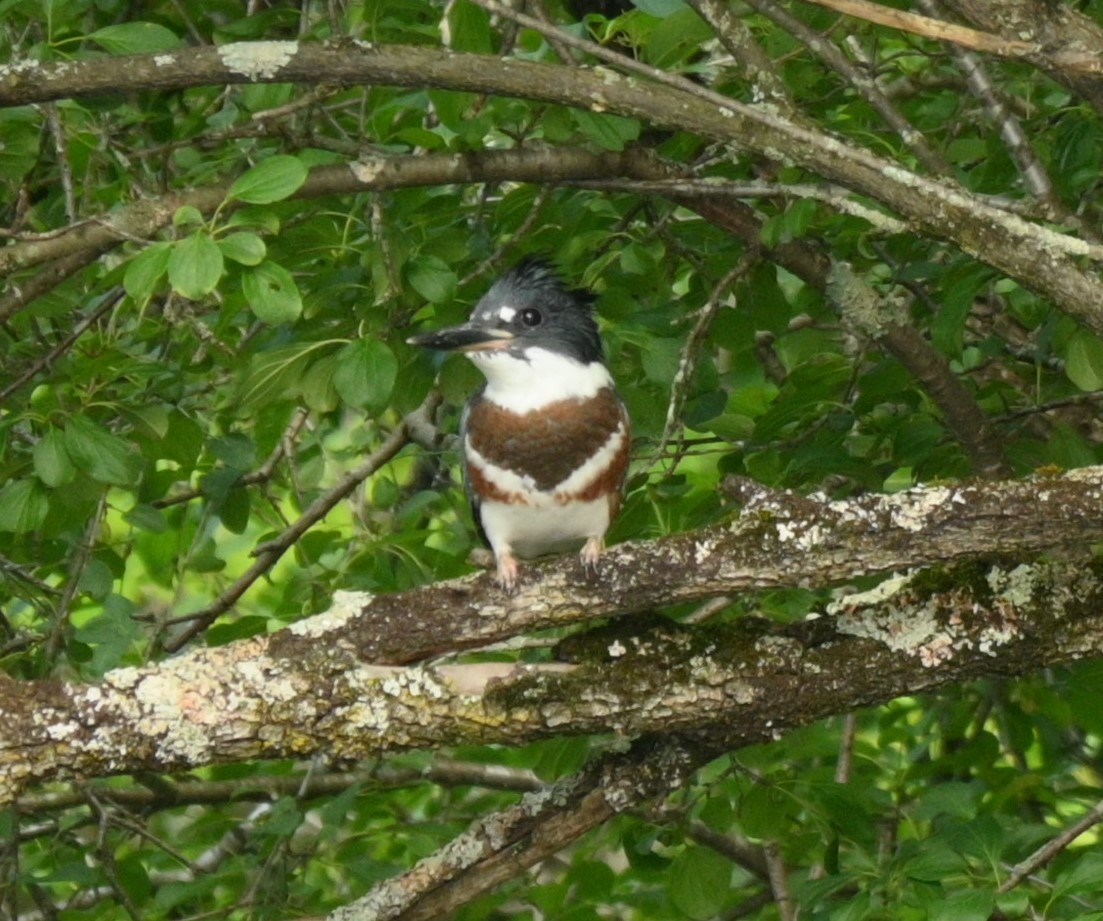 Belted Kingfisher - ML620937992