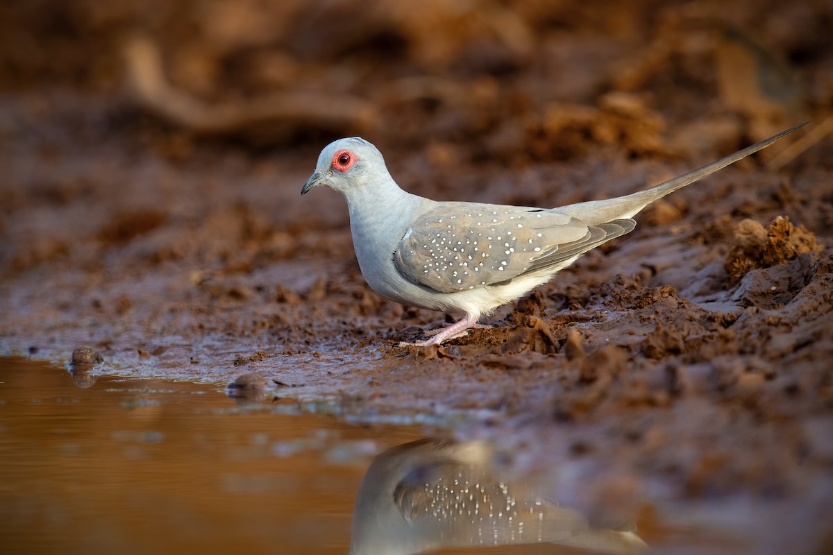 Diamond Dove - JJ Harrison