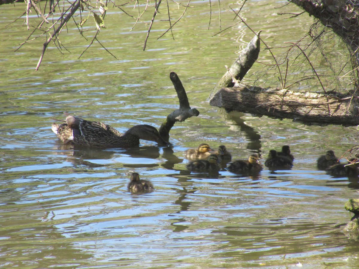 Canard colvert - ML620938004