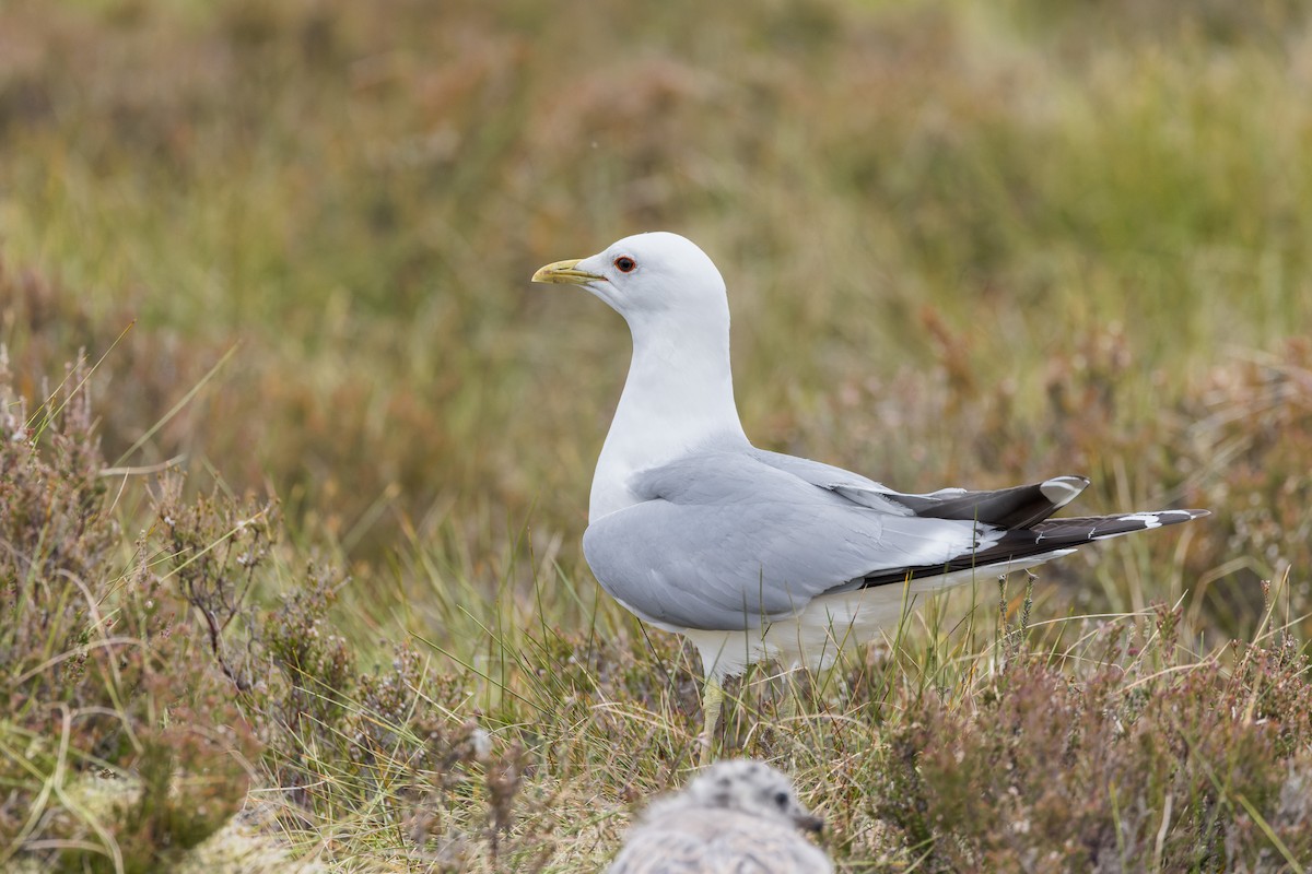 Common Gull - ML620938008