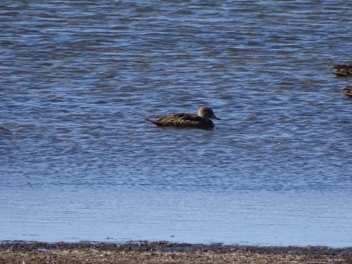 Yellow-billed Pintail - ML620938011