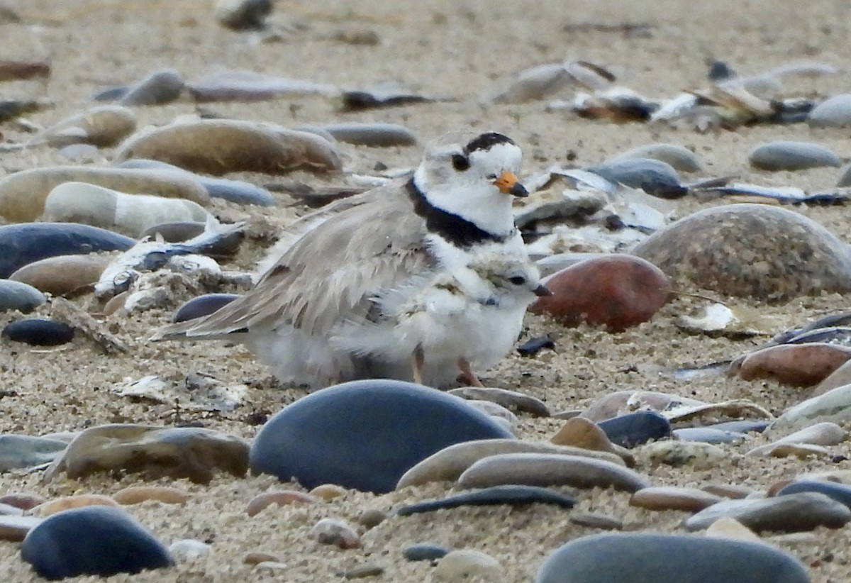 Piping Plover - ML620938020