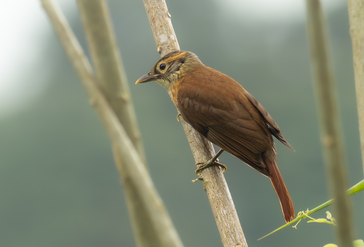 Scaly-throated Foliage-gleaner - ML620938045