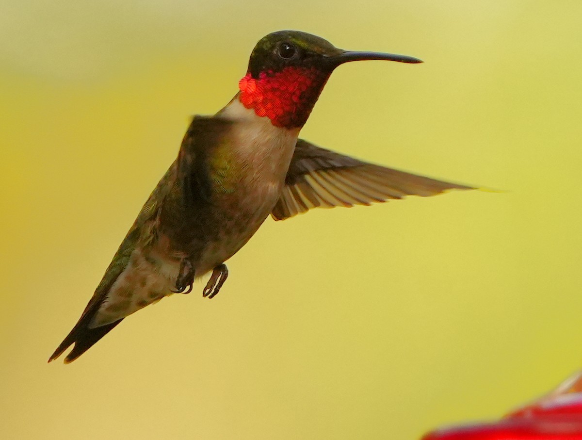 Ruby-throated Hummingbird - ML620938046