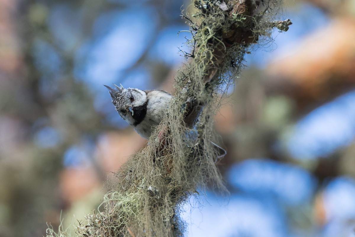 Crested Tit - ML620938057