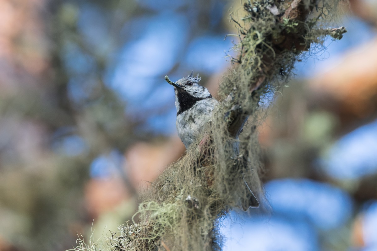 Crested Tit - ML620938059