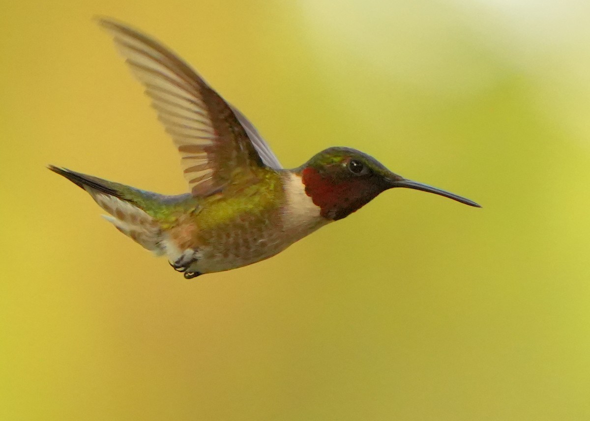 Ruby-throated Hummingbird - ML620938063