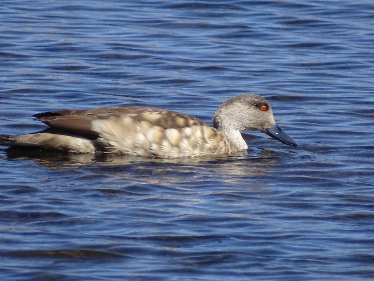 Crested Duck - ML620938068