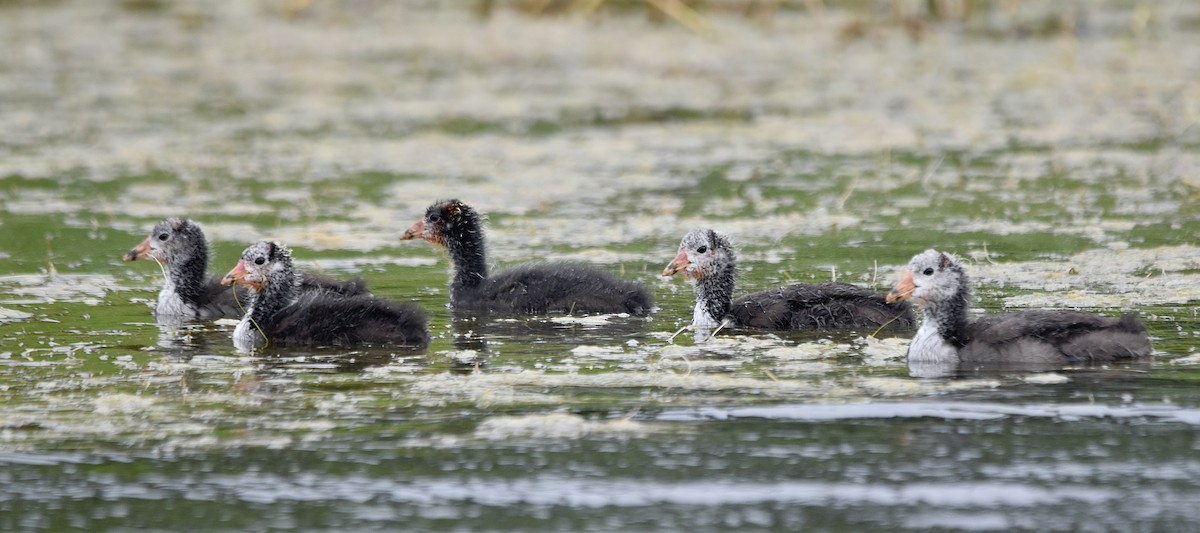 American Coot - ML620938093