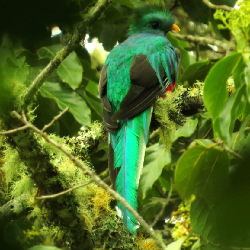 Quetzal Guatemalteco - ML620938094