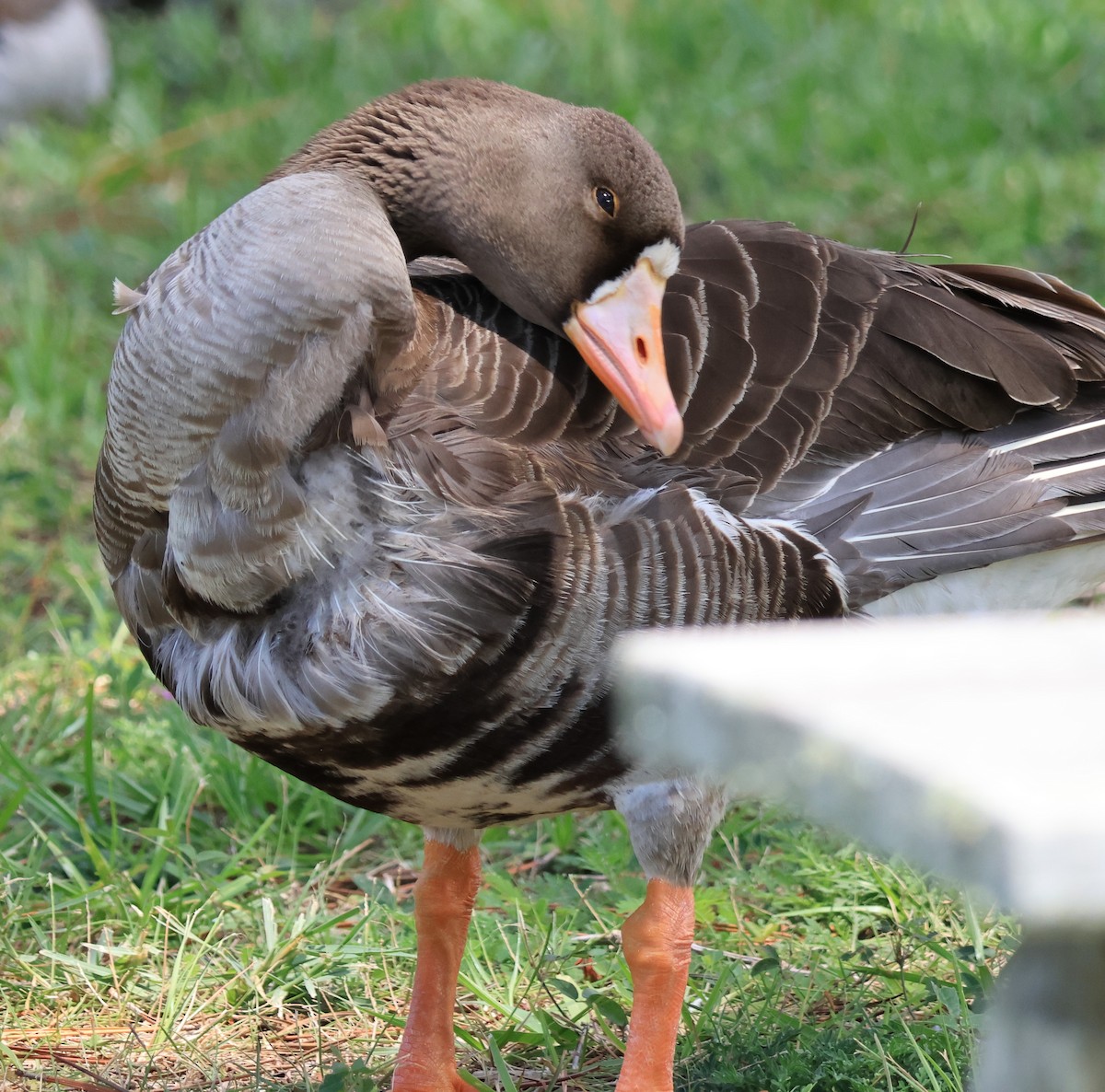 Greater White-fronted Goose - ML620938104
