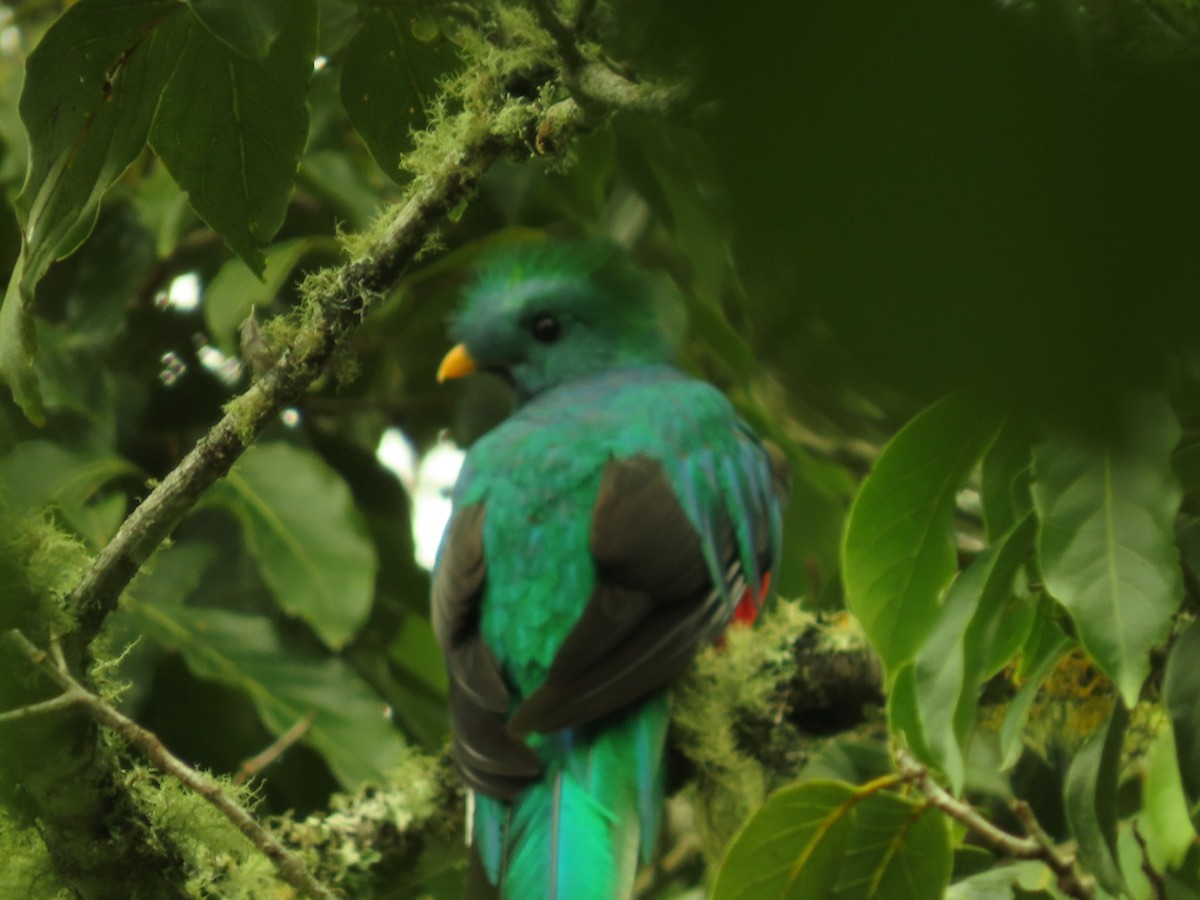 Quetzal Guatemalteco - ML620938116