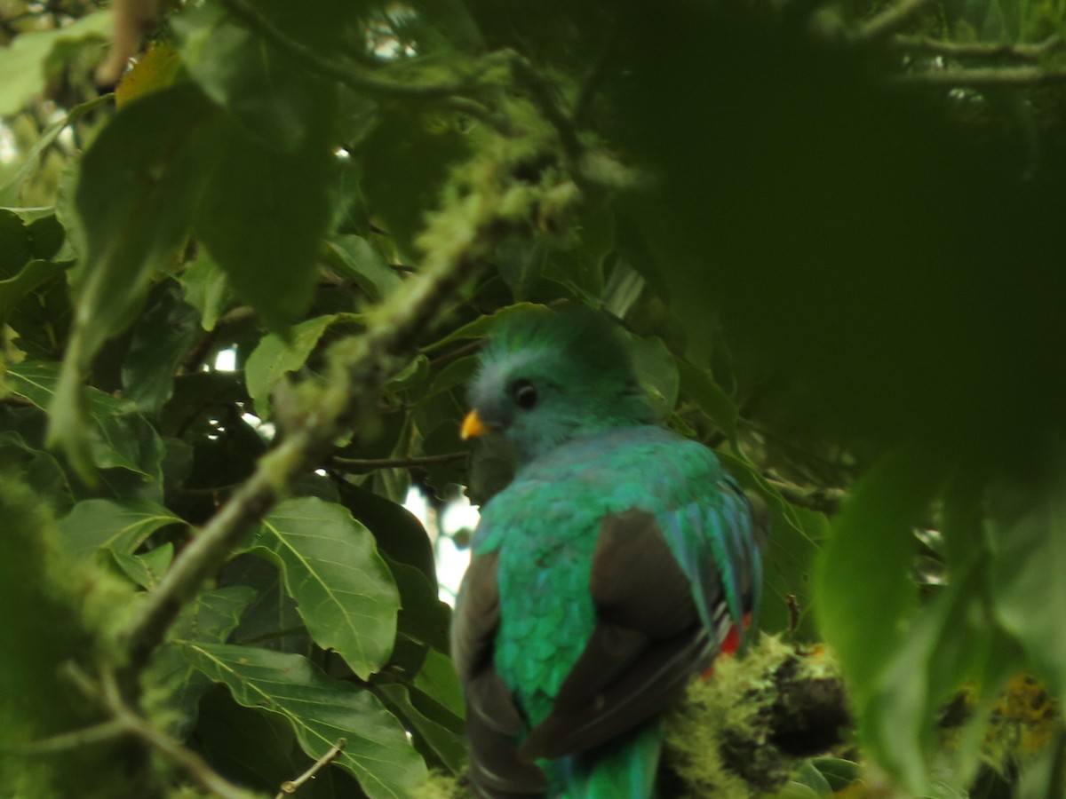 Quetzal Guatemalteco - ML620938117