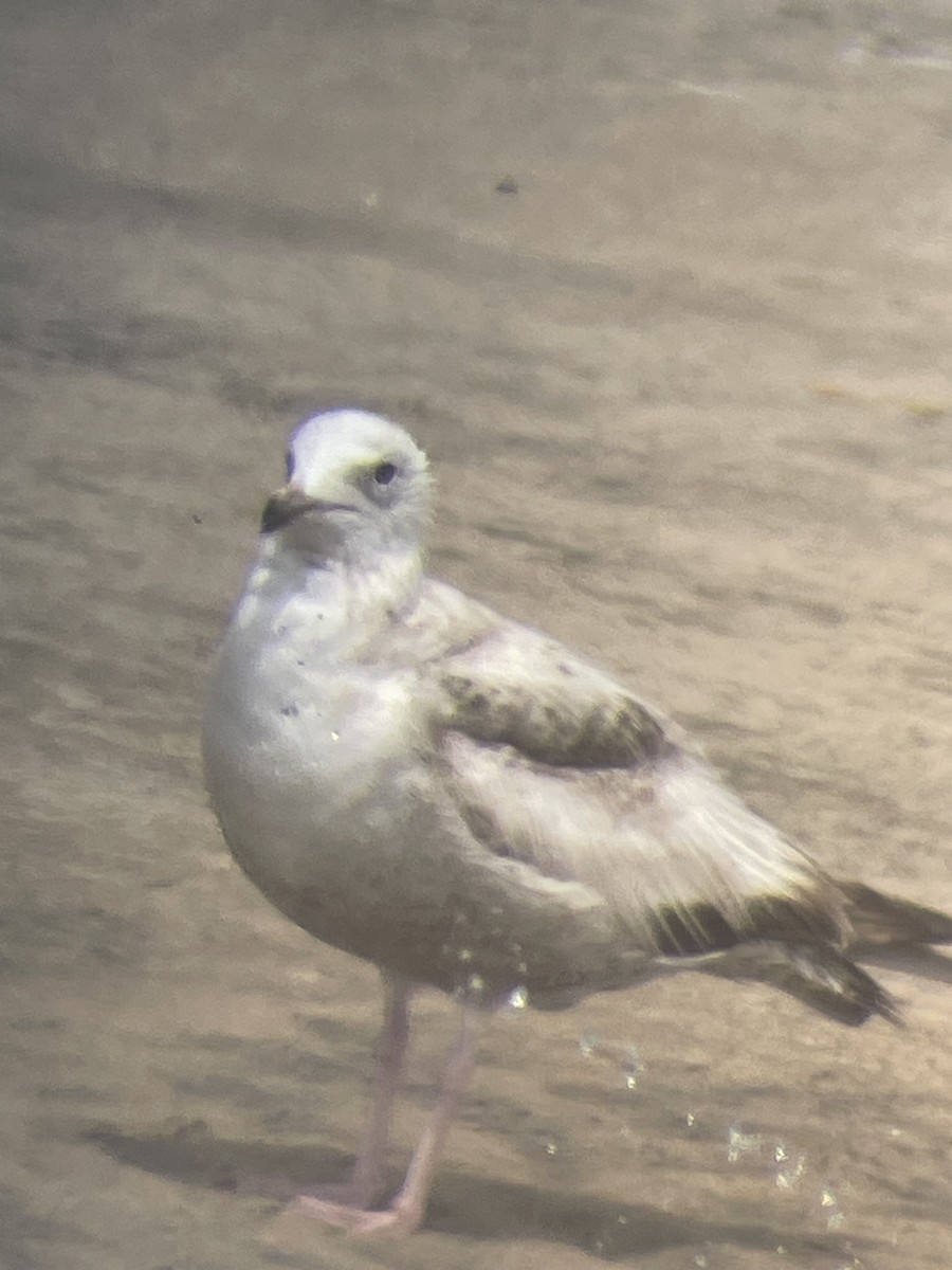 gull sp. - ML620938121