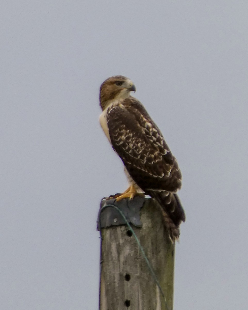 Red-tailed Hawk - ML620938133