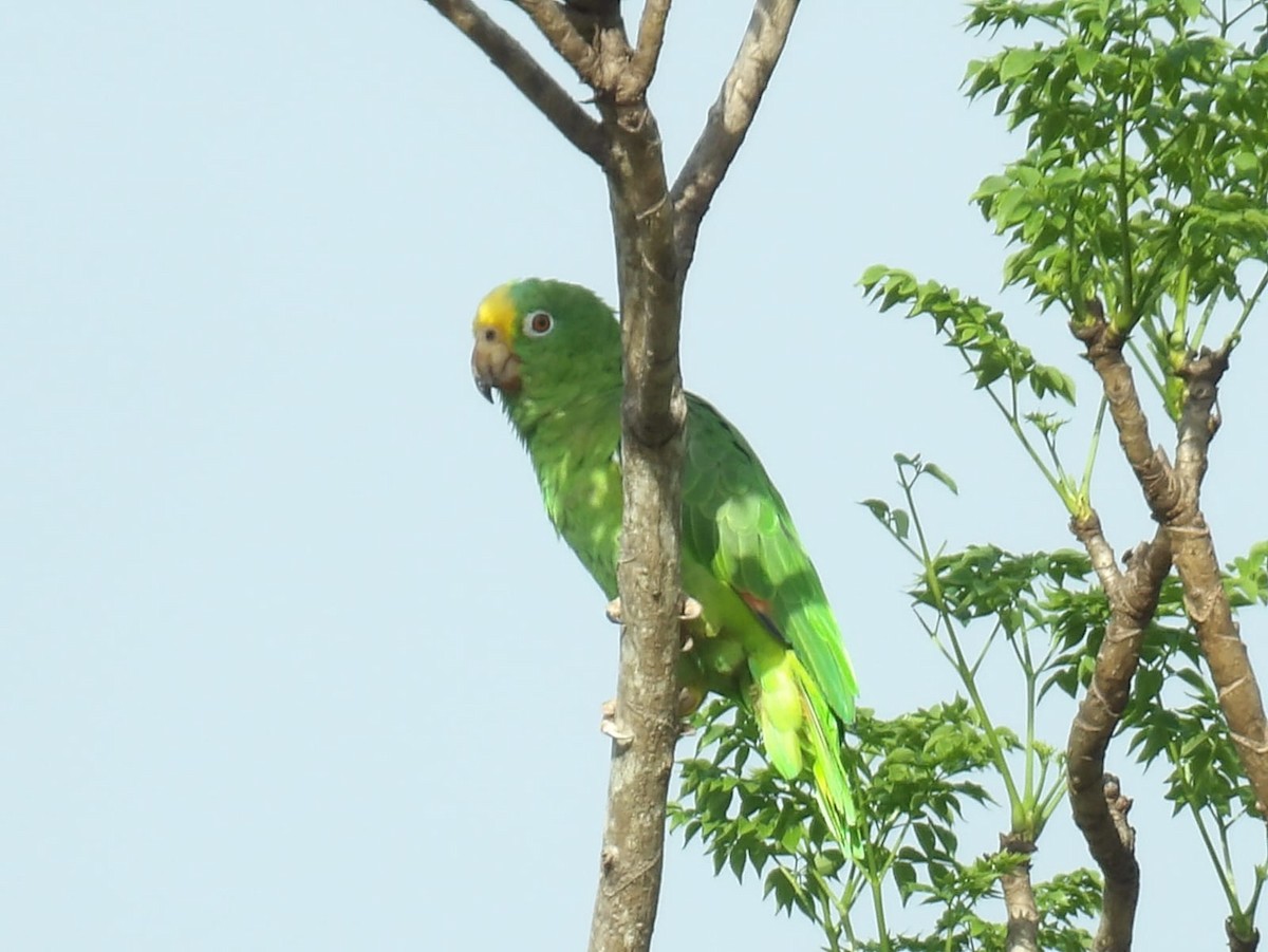 Yellow-crowned Parrot - ML620938134