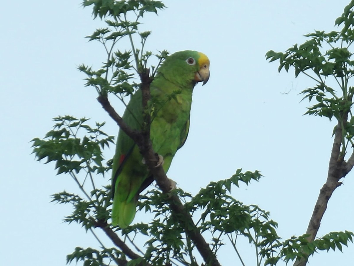 Yellow-crowned Parrot - ML620938135