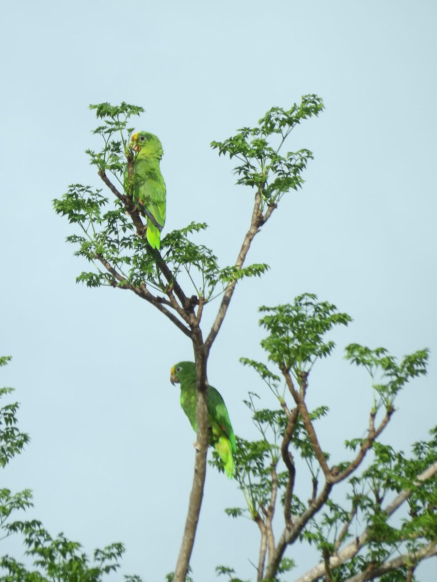 Yellow-crowned Parrot - ML620938136