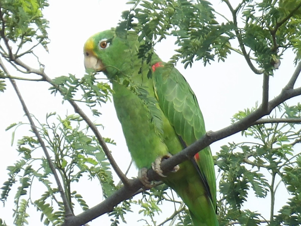Yellow-crowned Parrot - ML620938137