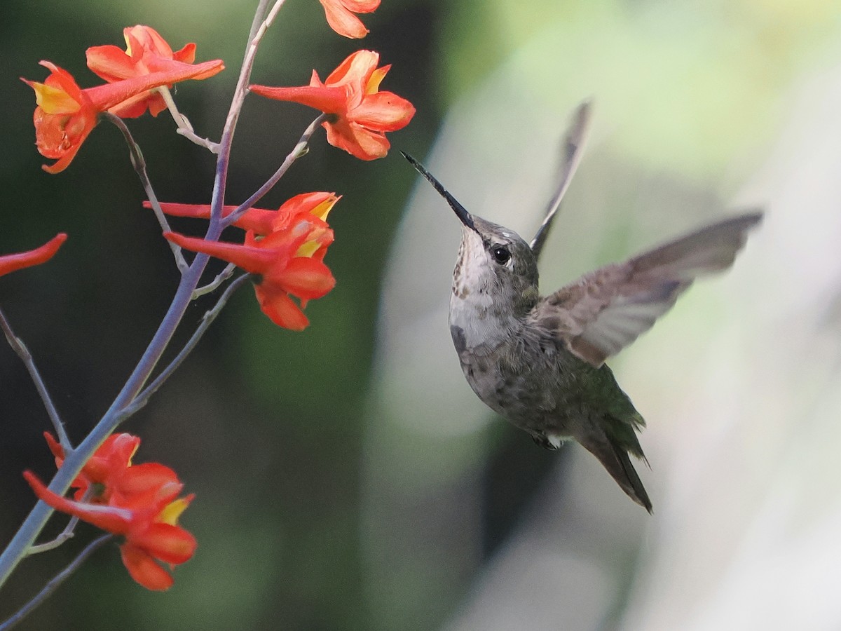 Anna's Hummingbird - Jack Wickel