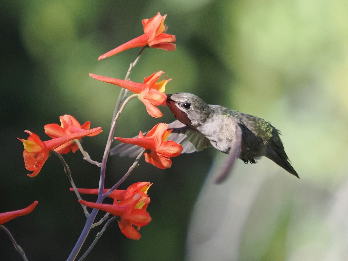 Anna's Hummingbird - ML620938140