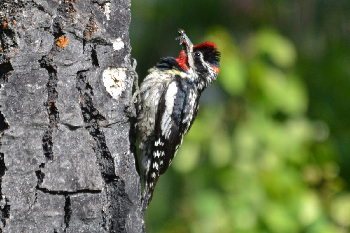 Red-naped Sapsucker - ML620938146