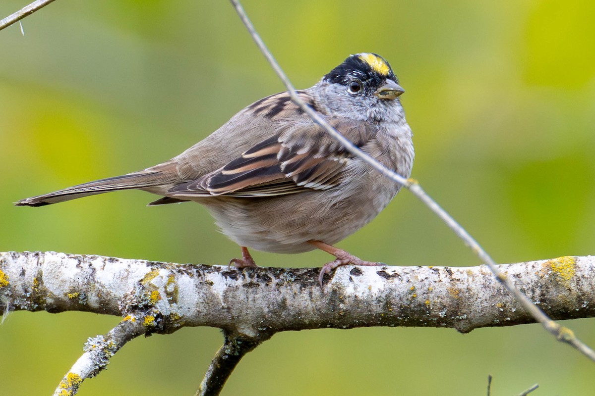 Golden-crowned Sparrow - ML620938161