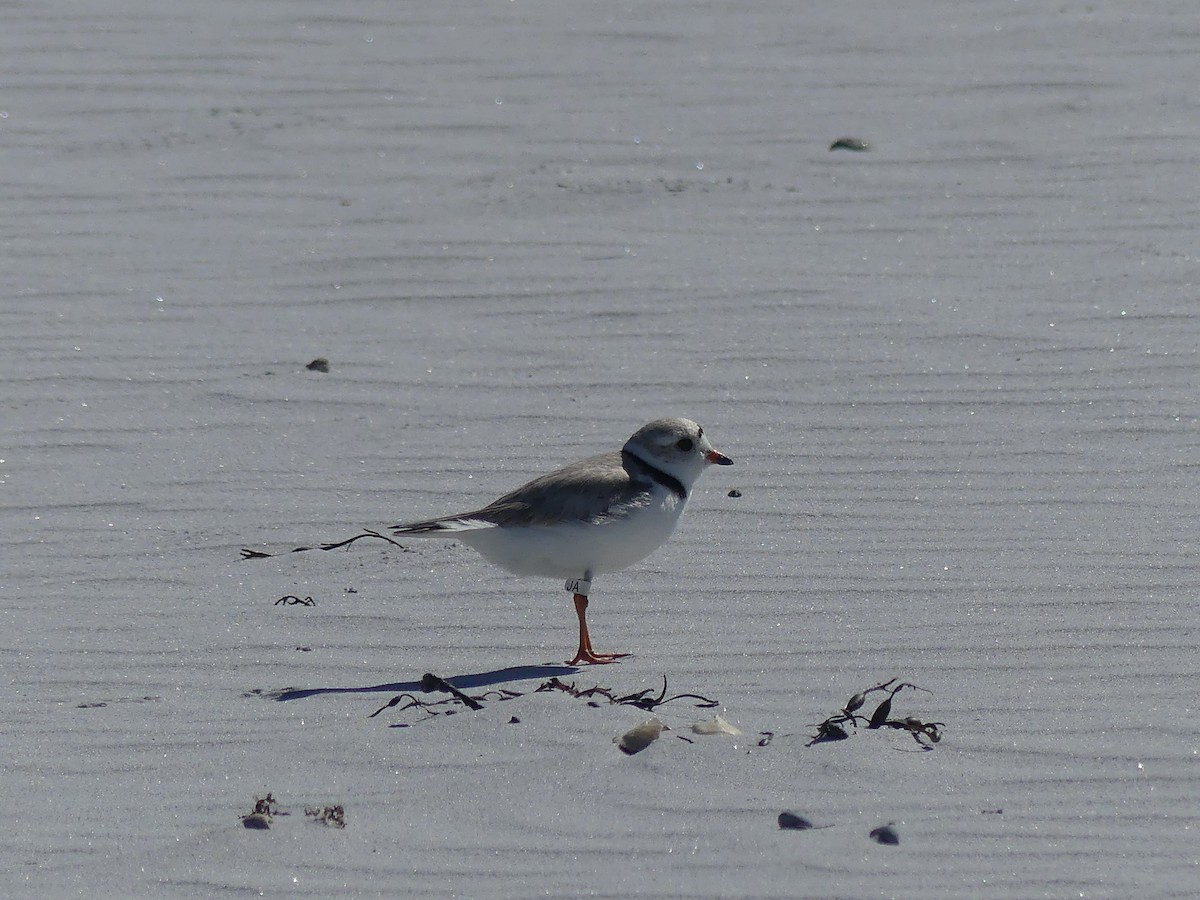 Piping Plover - ML620938187