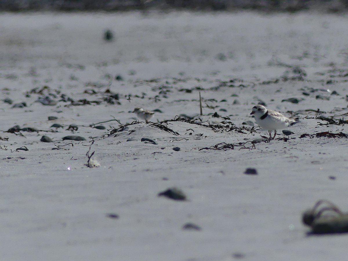 Piping Plover - ML620938188