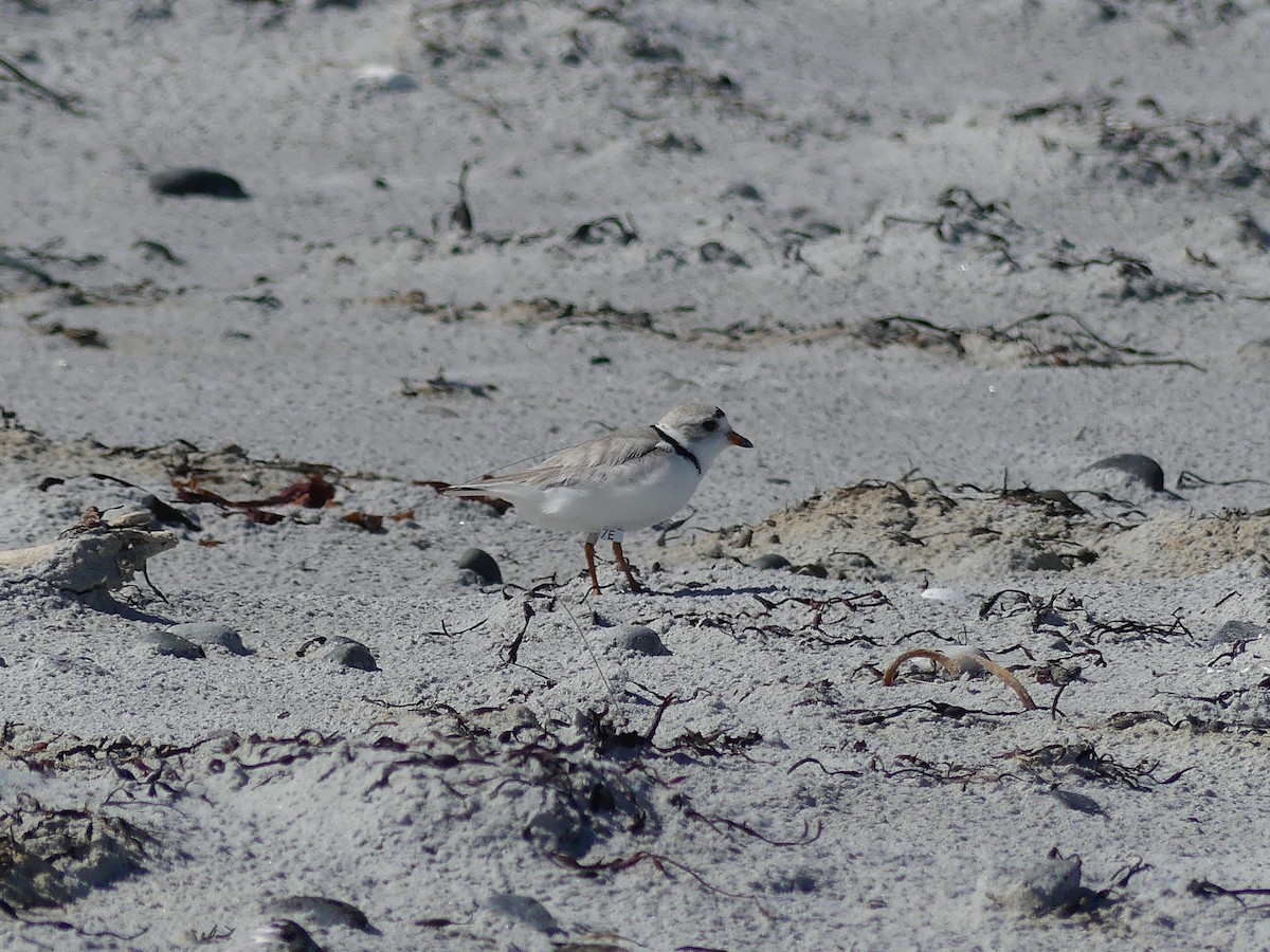 Piping Plover - ML620938189