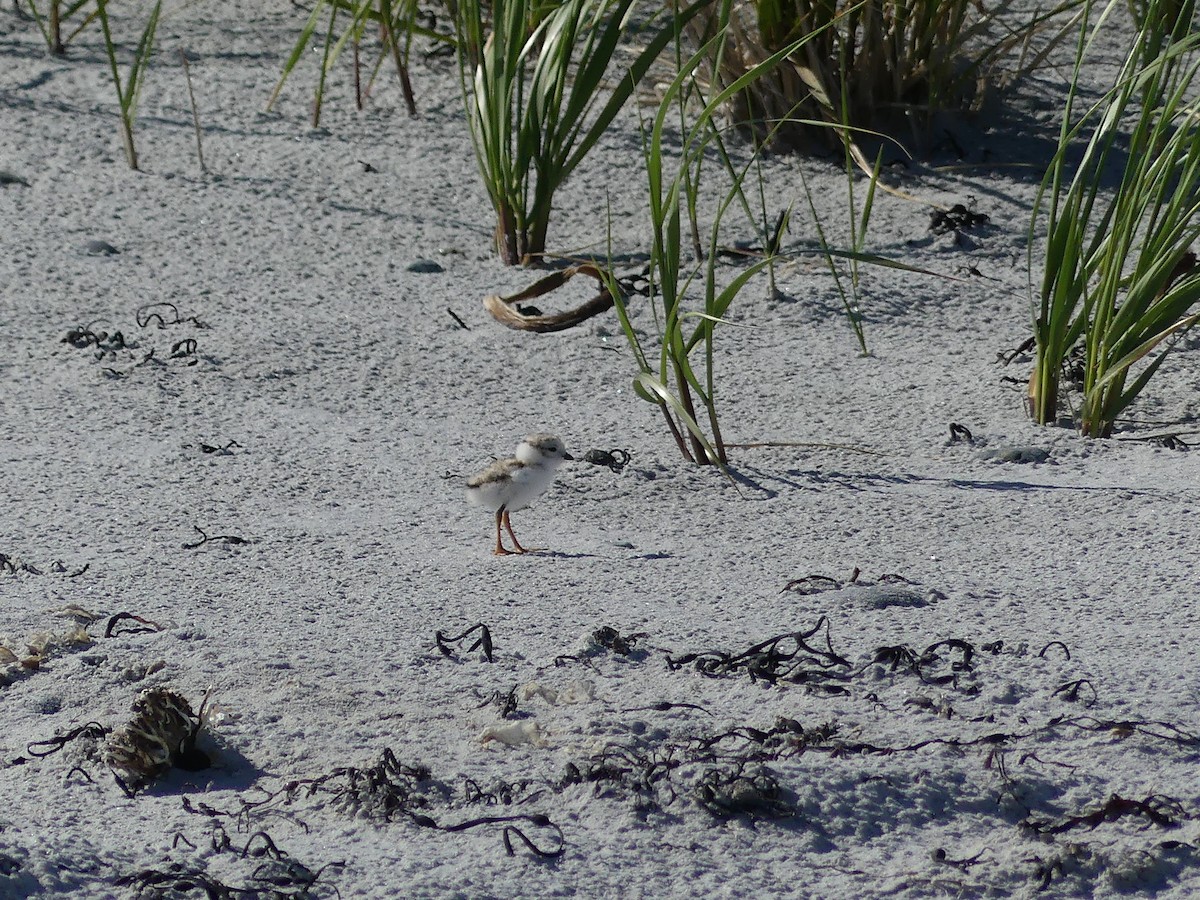 Piping Plover - ML620938190